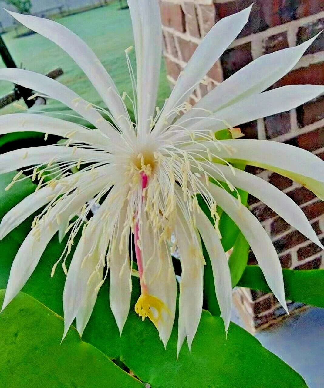 Night Blooming Cereus Epiphyllum – Rooted 4" Pot