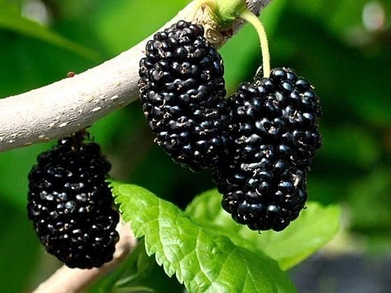 Shangri-La Mulberry Cuttings (12) - Fresh Scions for Rooting or Grafting