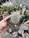 Tephrocactus alexanderii - Rooted Bare Root Cactus, XL One Ball Segment