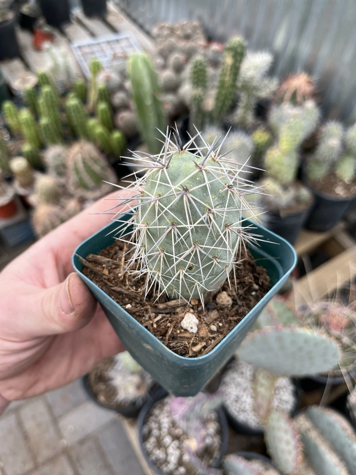 Tephrocactus alexanderii - Rooted Bare Root Cactus, XL One Ball Segment