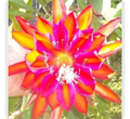 Epiphyllum Cuttings – 5 Premium Orchid Cactus Varieties (Unrooted) for Pots & Hanging Displays