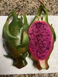 Asunta-X Dragon Fruit Cuttings (AX Hybrid) 4-Pack – 7–9" Unrooted Cuttings for Pitaya Garden