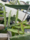 Desert King Dragon Fruit Cutting (Pitaya) – 8–12 in, Unrooted Cutting for Trellis & Warm Climates