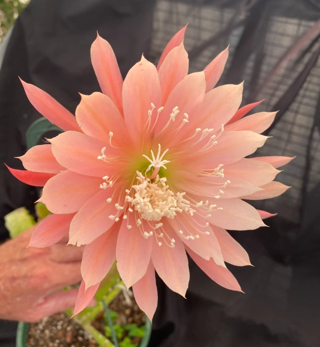 Epiphyllum Orange Fiesta – Two Rooted Plants in 3" Pots