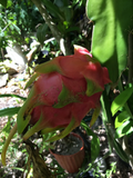 Vietnam Dragon Fruit Cuttings – 2 Unrooted 8–12" Stems + 4" Bonus Cutting (Hylocereus)