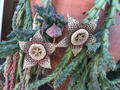 Orbea variegata Starfish Cuttings - 3 Live 3–4