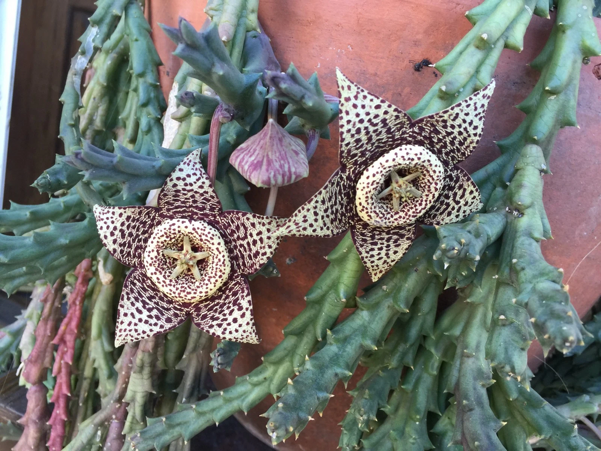 Orbea variegata Starfish Cuttings - 3 Live 3–4