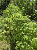Cassava Yuca Stem Cuttings – 5 Fresh Manihot esculenta Stems with Rooting Support