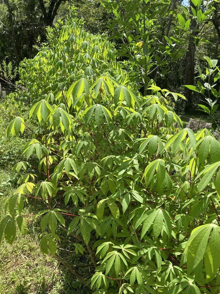 Cassava Yuca Stem Cuttings – 5 Fresh Manihot esculenta Stems with Rooting Support