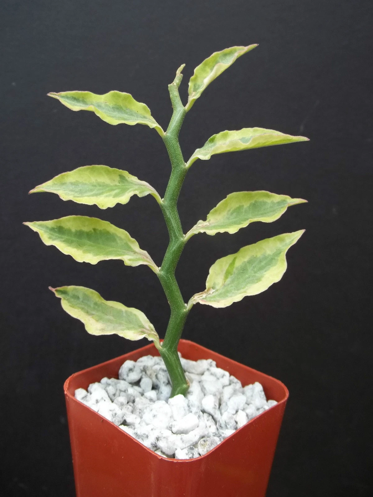 Pedilanthus tithymaloides Yellow Variegated Plant – 2" Starter (Devil’s Backbone Zigzag)