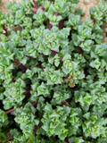 Pink Ice Plant Cuttings (Oscularia/Lampranthus deltoides) - 5 Fresh Cuttings for Rooting