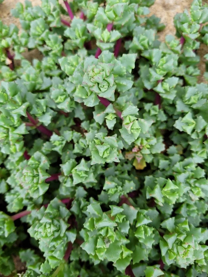 Pink Ice Plant Cuttings (Oscularia/Lampranthus deltoides) - 5 Fresh Cuttings for Rooting