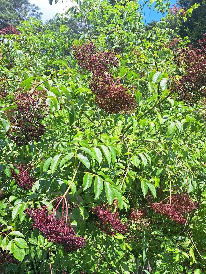American Elderberry Plants – 2 Live Rooted Sambucus canadensis Starts