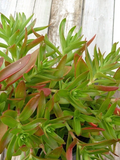 Crassula capitella Campfire Cuttings – 3 Unrooted Campfire Crassula Cuttings