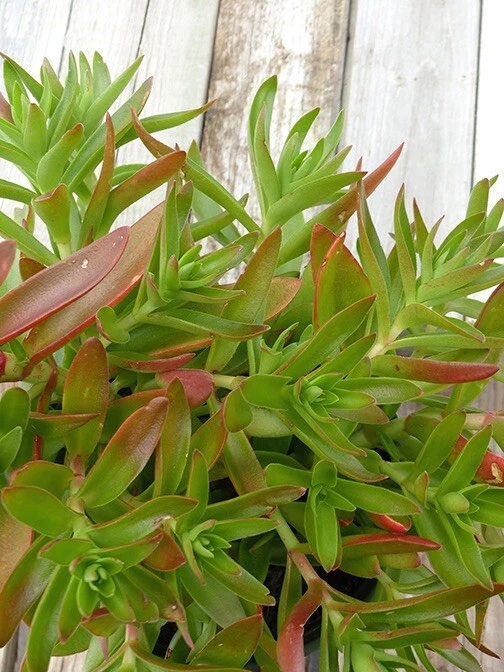 Crassula capitella Campfire Cuttings – 3 Unrooted Campfire Crassula Cuttings