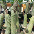 Tephrocactus articulatus Pinecone Cactus Cuttings – 3 Unrooted Fresh Segmented Cuttings