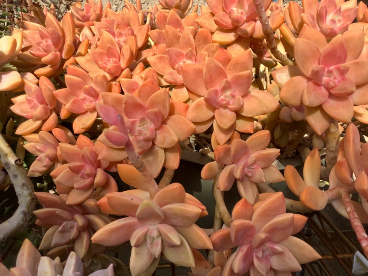 Graptosedum California Sunset Cuttings - 4 Unrooted 2–3" Peaches & Pink Rosettes