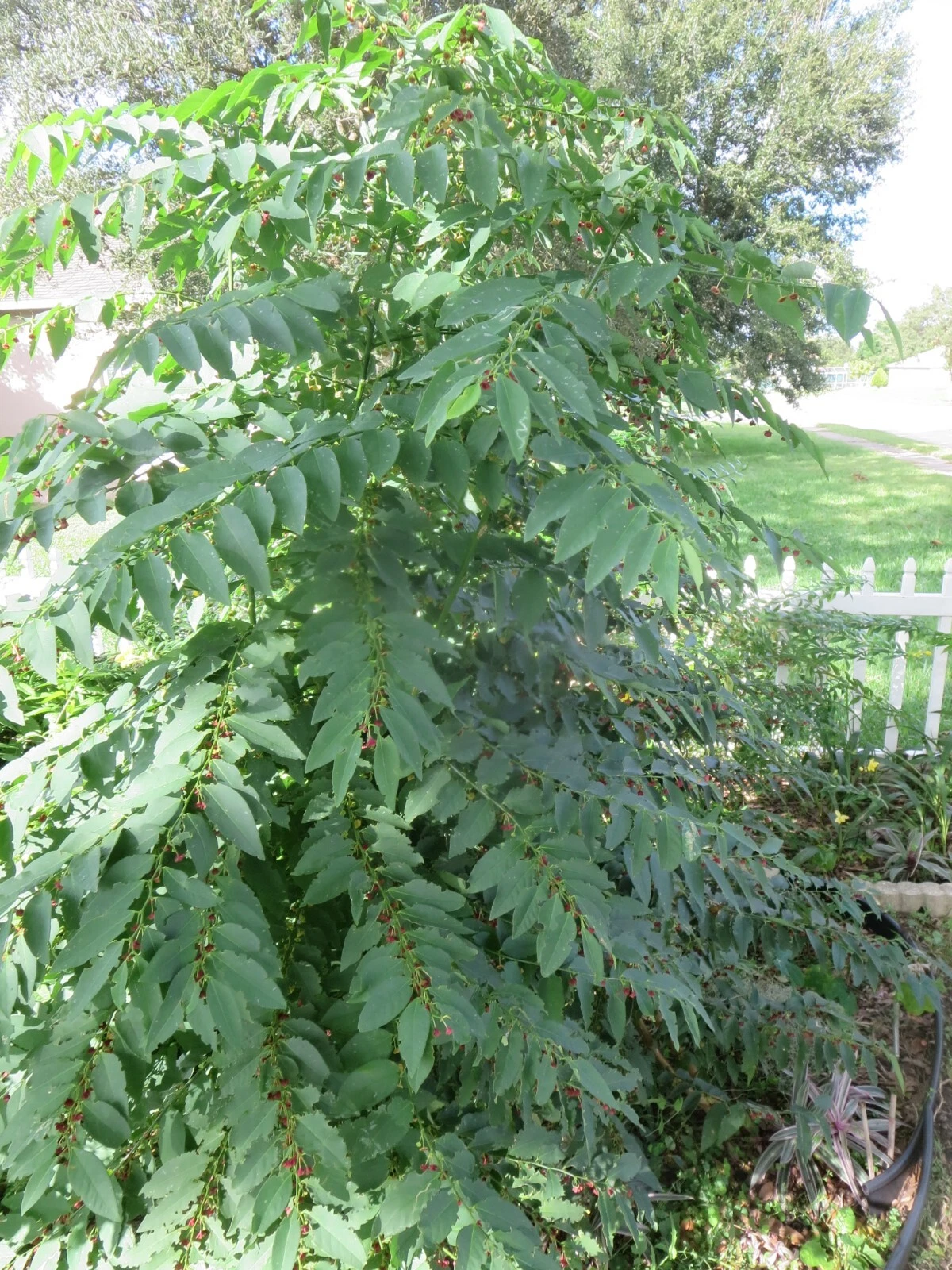 Katuk Star Gooseberry Sauropus androgynus - 5 Unrooted Cuttings