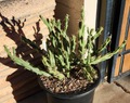 Cylindropuntia acanthocarpa var. thornberi Thornberi Cholla Cutting