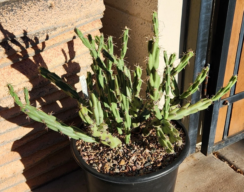 Cylindropuntia acanthocarpa var. thornberi Thornberi Cholla Cutting