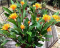 Golden Brush Dwarf Ginger (Burbidgea schizocheila) - Small Rooted Starter Plant