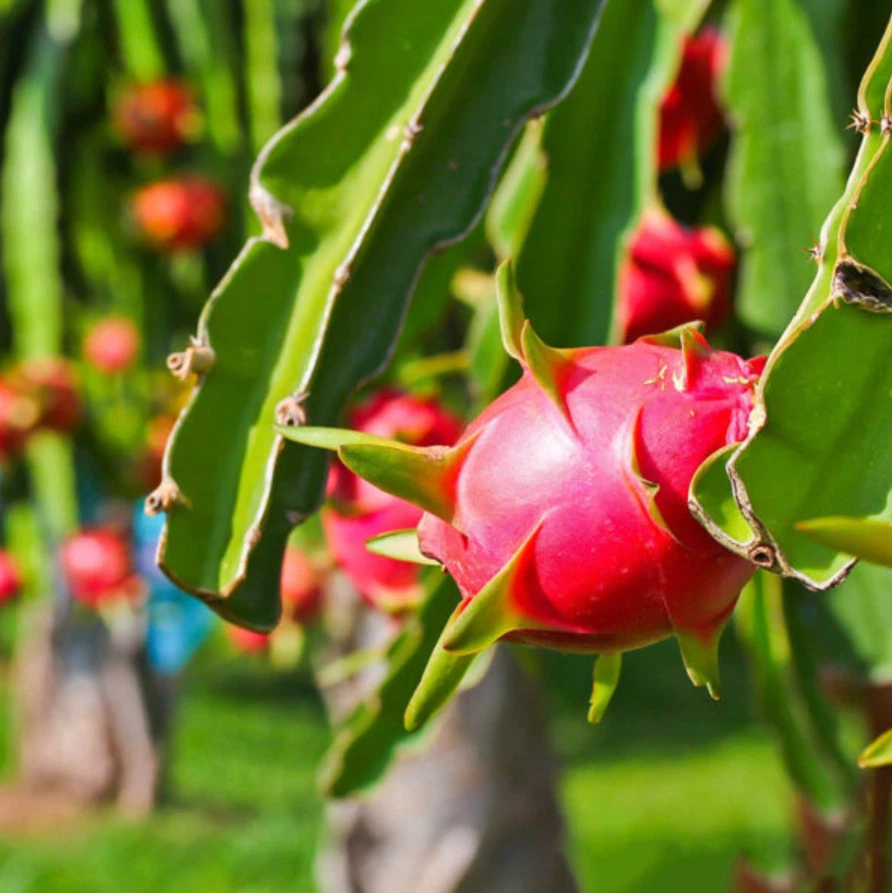 Red Dragon Fruit Plant - 4" Potted Hylocereus Cactus (Live Plant) - Climbing Vine