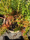 Crassula Campfire Cuttings (4) – Crassula capitella ‘Campfire’ Unrooted Cuttings 1–2"