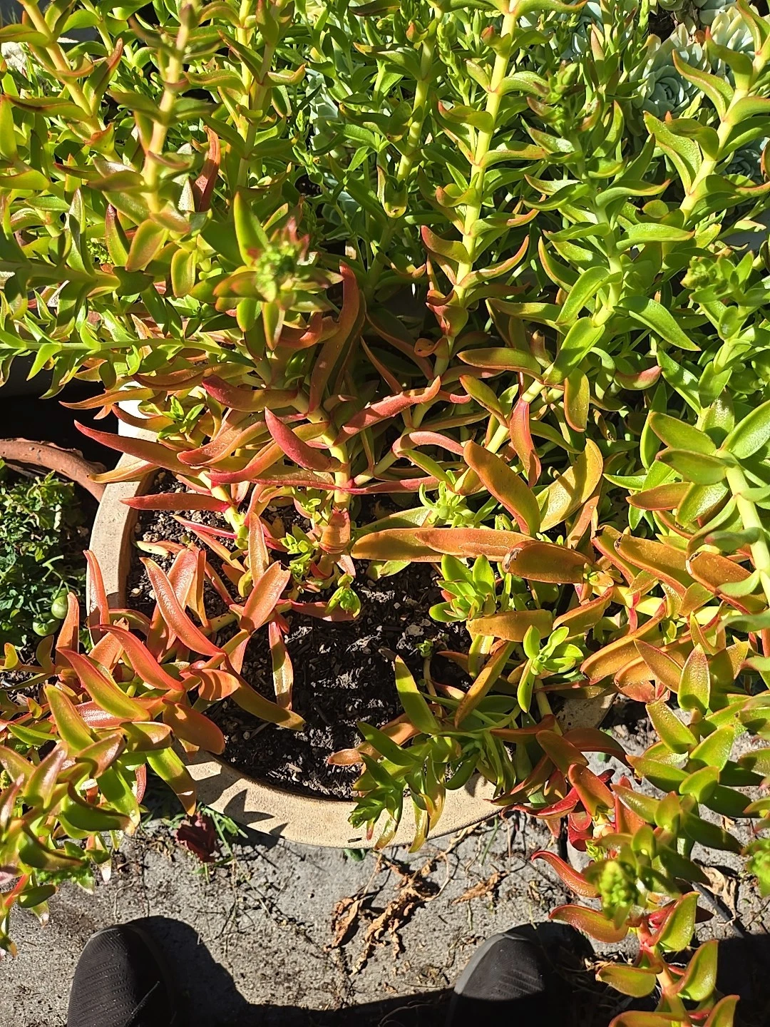 Crassula Campfire Cuttings (4) – Crassula capitella ‘Campfire’ Unrooted Cuttings 1–2"