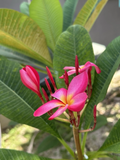 Hot Pink Plumeria Cutting – 12-Inch Unrooted Frangipani Stem for Propagation