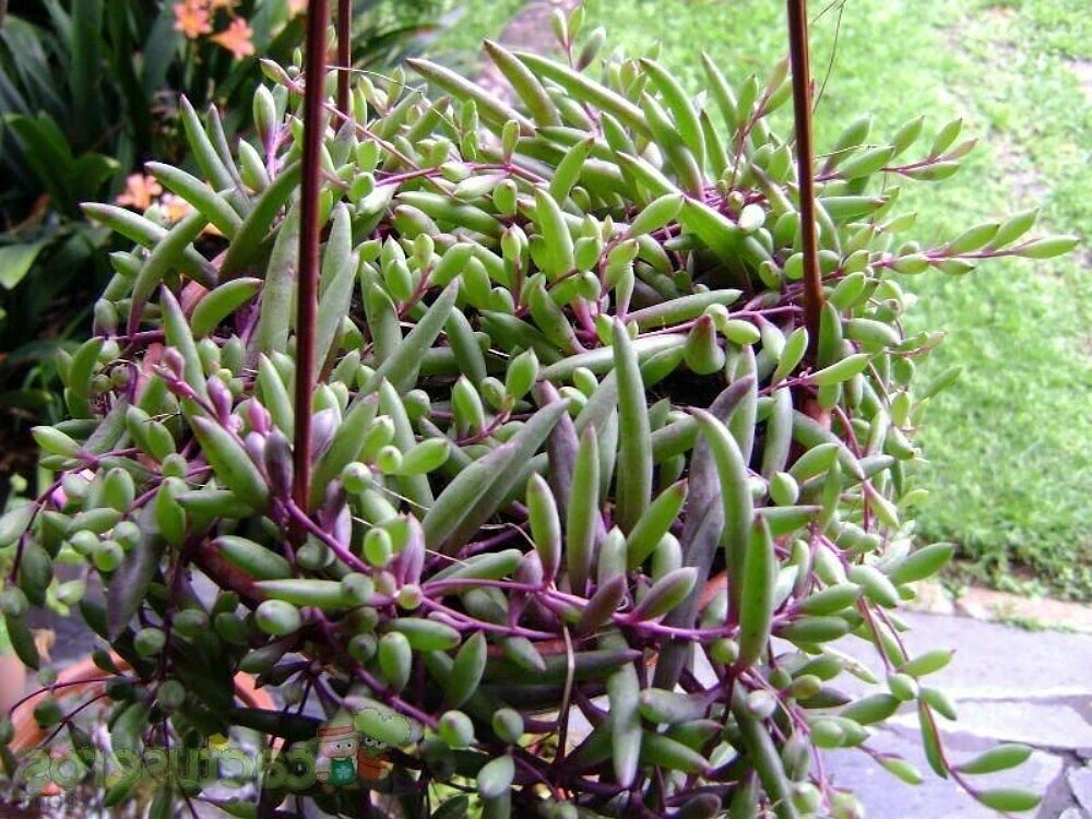 Ruby Necklace Othonna capensis - 4 Unrooted Cuttings, Trailing Succulent