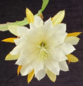 Epiphyllum Golden Pearl Rooted Cutting | Orchid Cactus Hybrid with Yellow Bloom