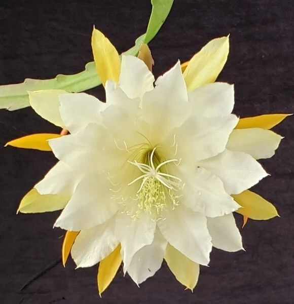 Epiphyllum Golden Pearl Rooted Cutting | Orchid Cactus Hybrid with Yellow Bloom