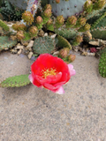 Arizona Red Prickly Pear Cutting - Opuntia phaeacantha × woodsii (Unrooted Pad)