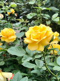 Yellow Texas Rose Cuttings - 3 Unrooted 6-8" for Rooting