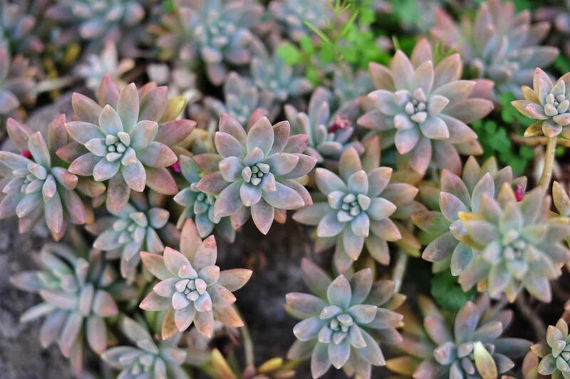 Ghost Plant Cuttings 3 Graptopetalum paraguayense Unrooted - Easy Succulent