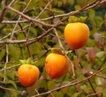 Hachiya Persimmon Cuttings – 5 Unrooted Branch Cuttings (Diospyros kaki) for Grafting