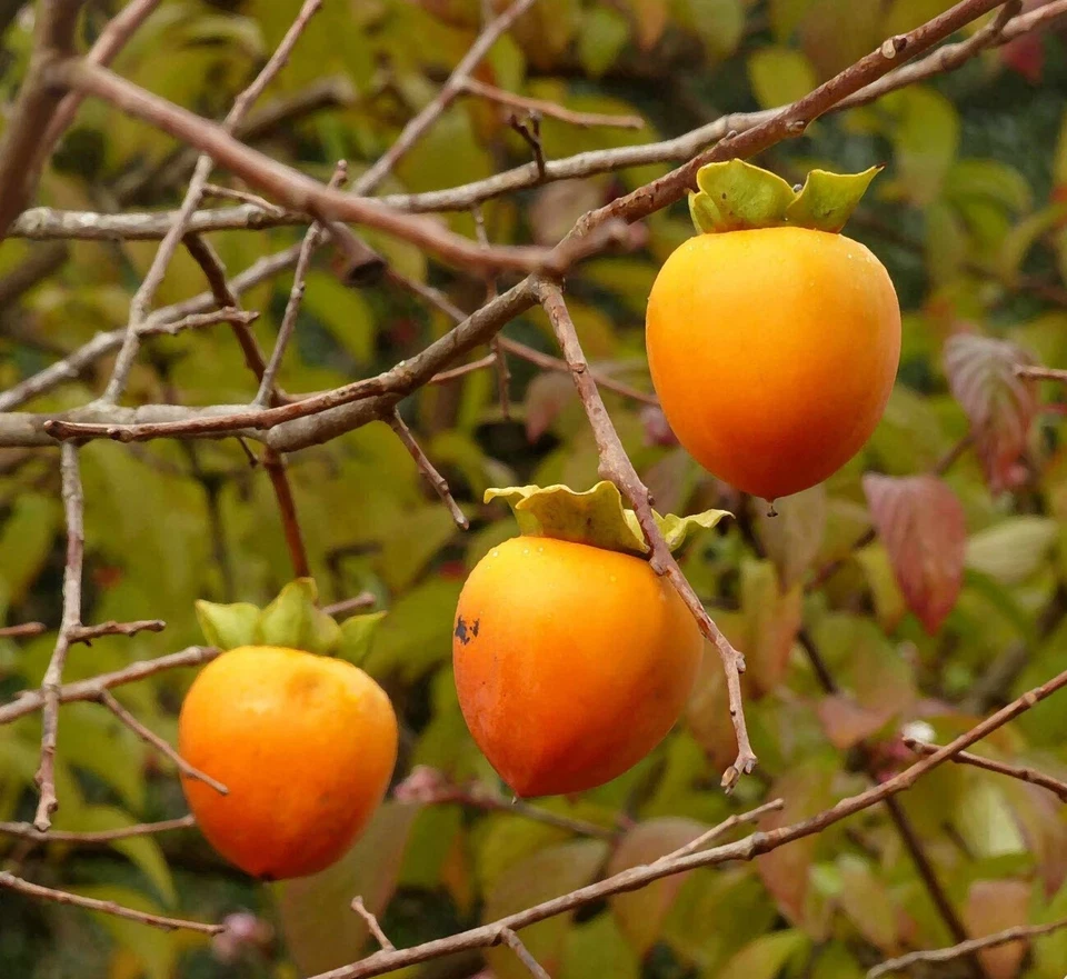 Hachiya Persimmon Cuttings – 5 Unrooted Branch Cuttings (Diospyros kaki) for Grafting
