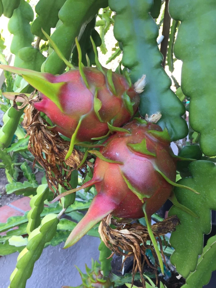Purple Haze Dragon Fruit Cuttings (2) Red-Flesh Hylocereus – 9–14" Unrooted Stems