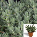 Crassula mesembryanthoides Cuttings - Moon Glow / Pig Ear Crassula, 15 Unrooted Cuttings for Propagation