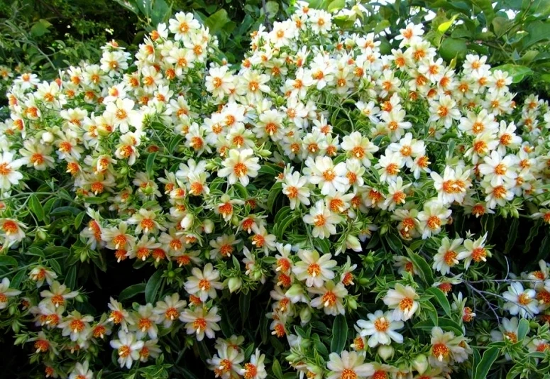 Pereskia aculeata Seeds (Barbados Gooseberry) - 10 Rare Climbing Leafy Cactus Seeds