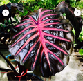 Black Lava Colocasia esculenta - Rooted Small Starter Plant