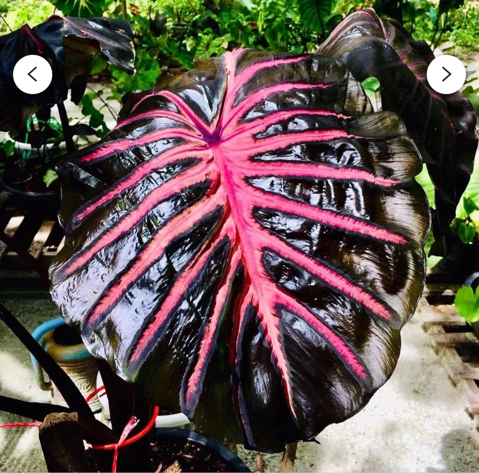 Black Lava Colocasia esculenta - Rooted Small Starter Plant
