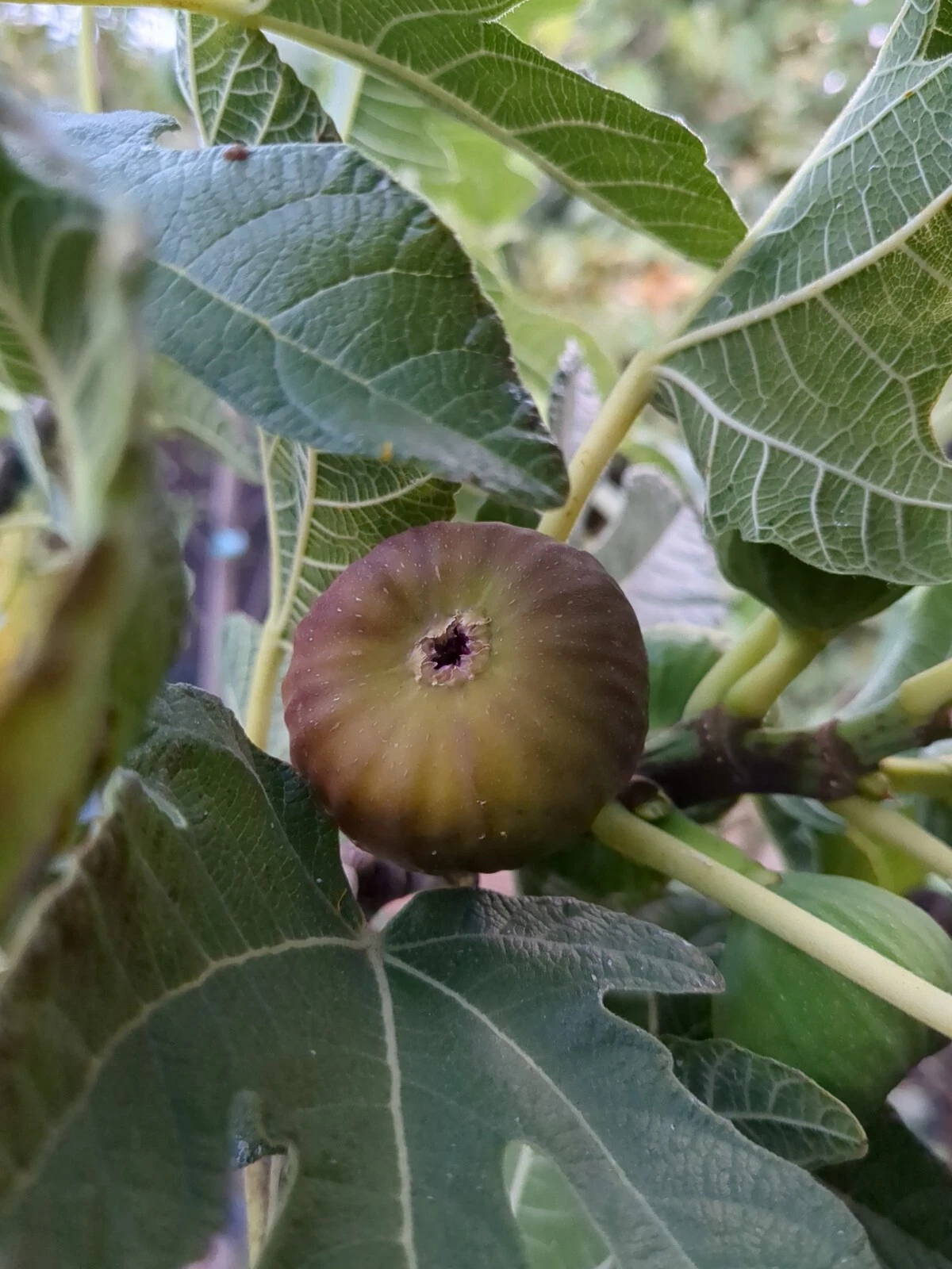 Olympian Fig Cuttings – 10 Fresh Ficus carica Scions for Rooting or Grafting