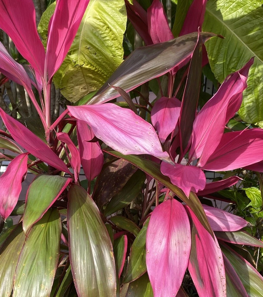 Hawaiian Ti Plant Cuttings – 4 Unrooted Cordyline fruticosa 5–7