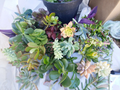 Mixed Succulent Cuttings (11) 4–6" | Unrooted Starter Plants for Propagation
