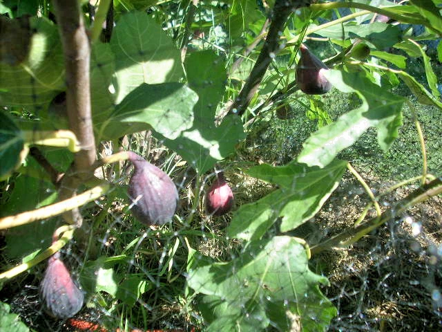 Aubique Petite Fig - 7 Fresh Ficus carica Cuttings for Easy Propagation