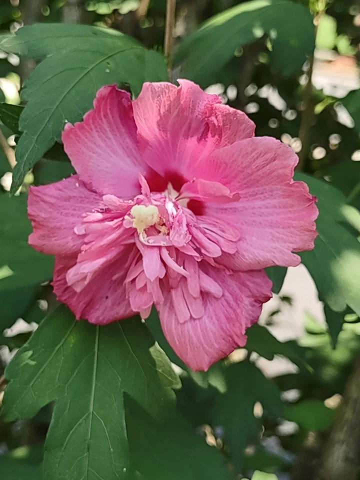 Rose of Sharon Freedom Cuttings - Unrooted 6–10 inch Double Pink Hibiscus syriacus