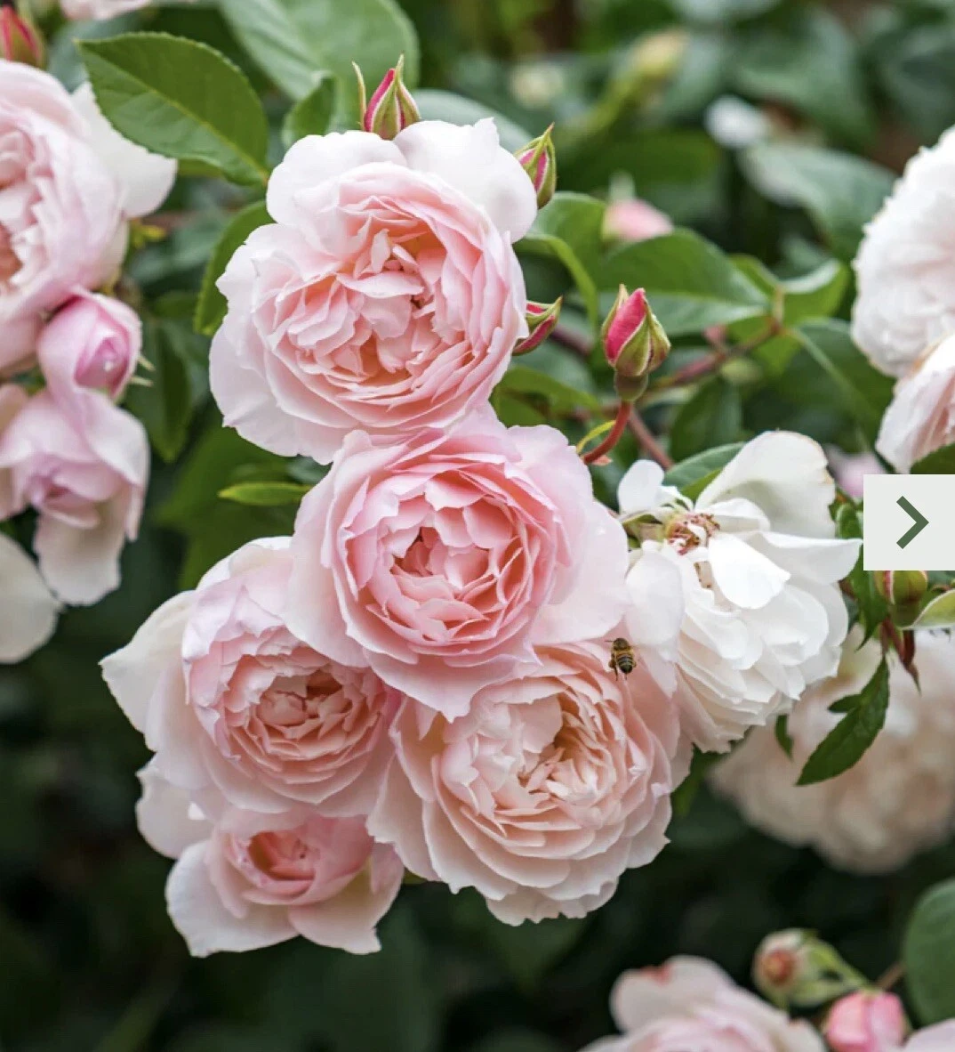 Pink Climbing Rose – 5–8" Unrooted Cutting for Propagation