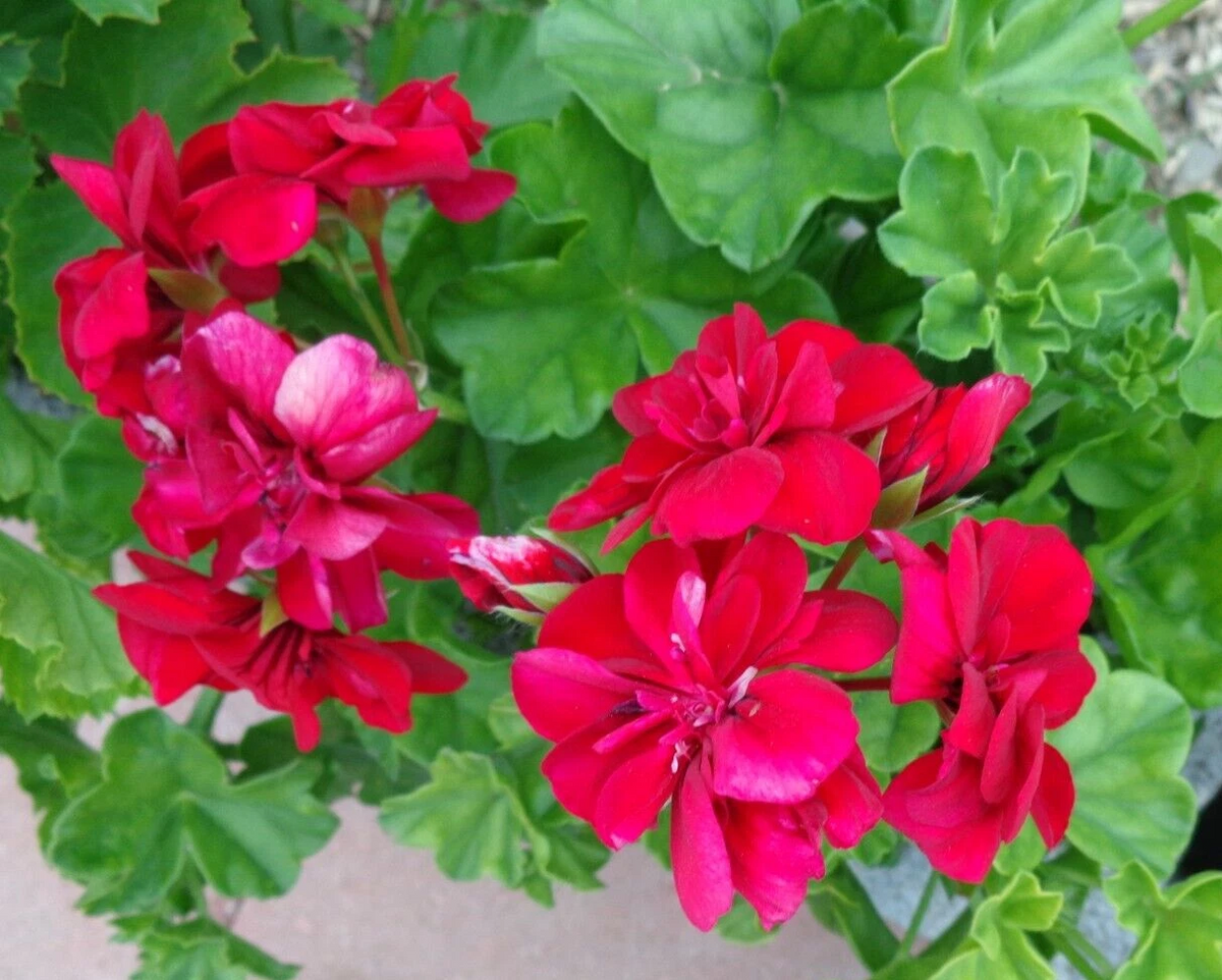 Rose Red Ivy Geranium Cuttings – 3x 6-Inch Pelargonium peltatum, Trailing Citronella Type