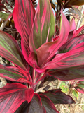 Hawaiian Ti Leaf Cuttings - 25 Fresh 6" Starter Logs (Cordyline fruticosa) Unrooted Cuttings